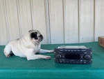 2004-2009 Dodge Chrysler Jeep Disc Cd Am/fm Radio Stereo P05091176AA Original. Fixed Price $17.00.